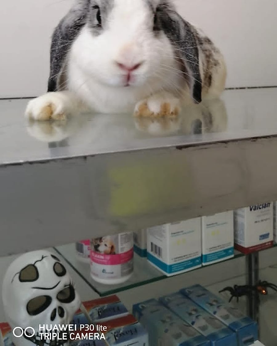 Conejo belier en la mesa de consulta