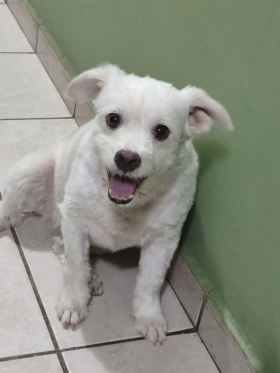 Perrito blanco sonriendo en la clínica