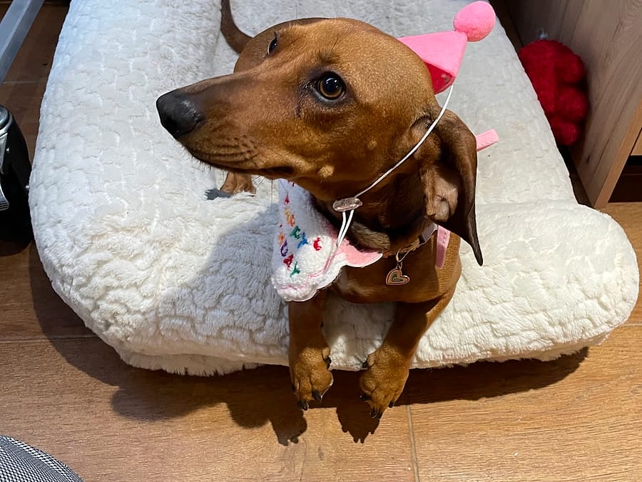 Perrito salchicha festejando su cumpleaños