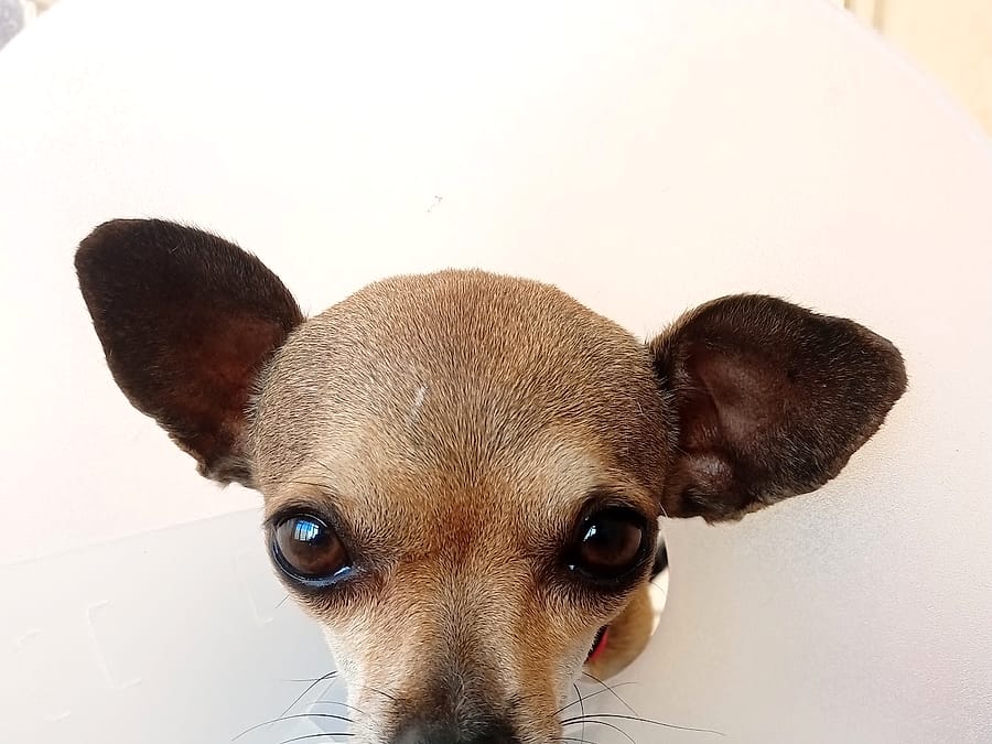Chihuahua con collar isabelino después de su consulta