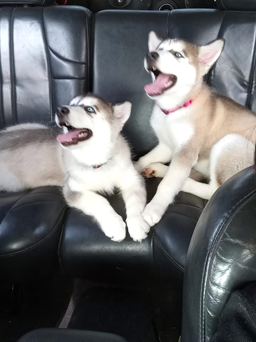 Dos cachorros husky jugando