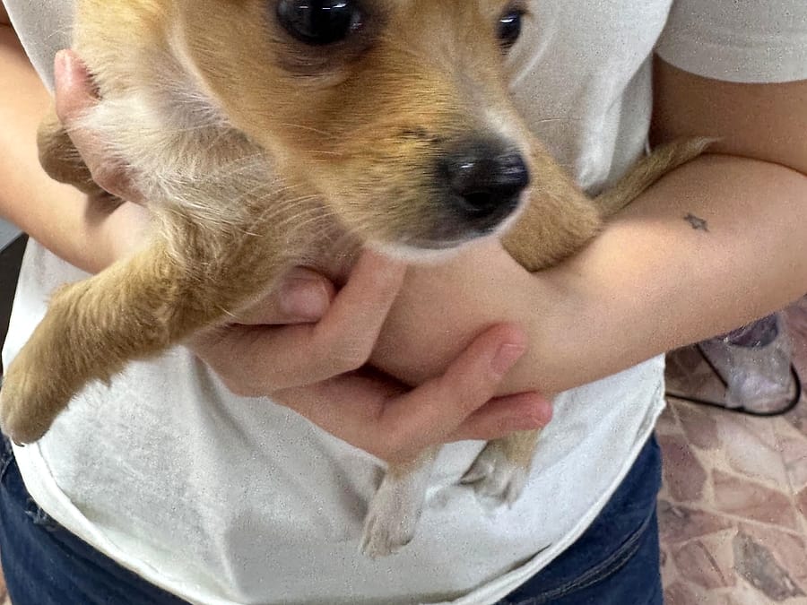 Cachorro en brazos durante su visita