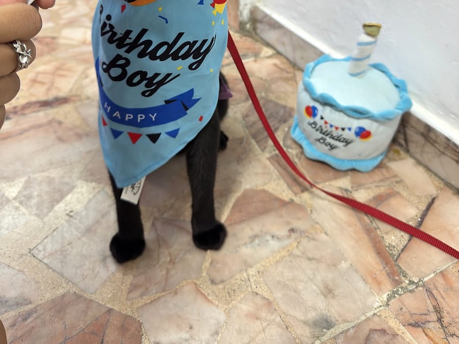 Gato negro festejando con paliacate de cumpleaños