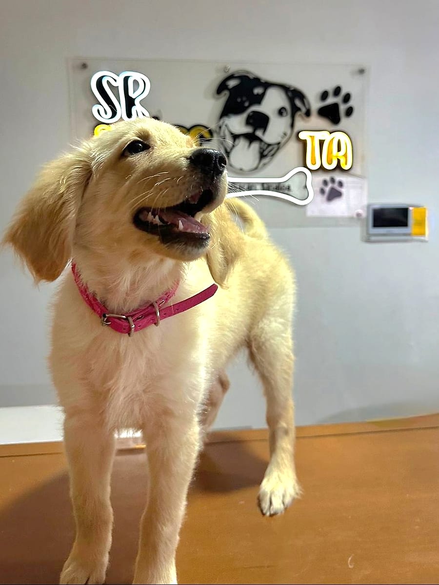 Cachorrita golden en la recepción de Señor Mascota