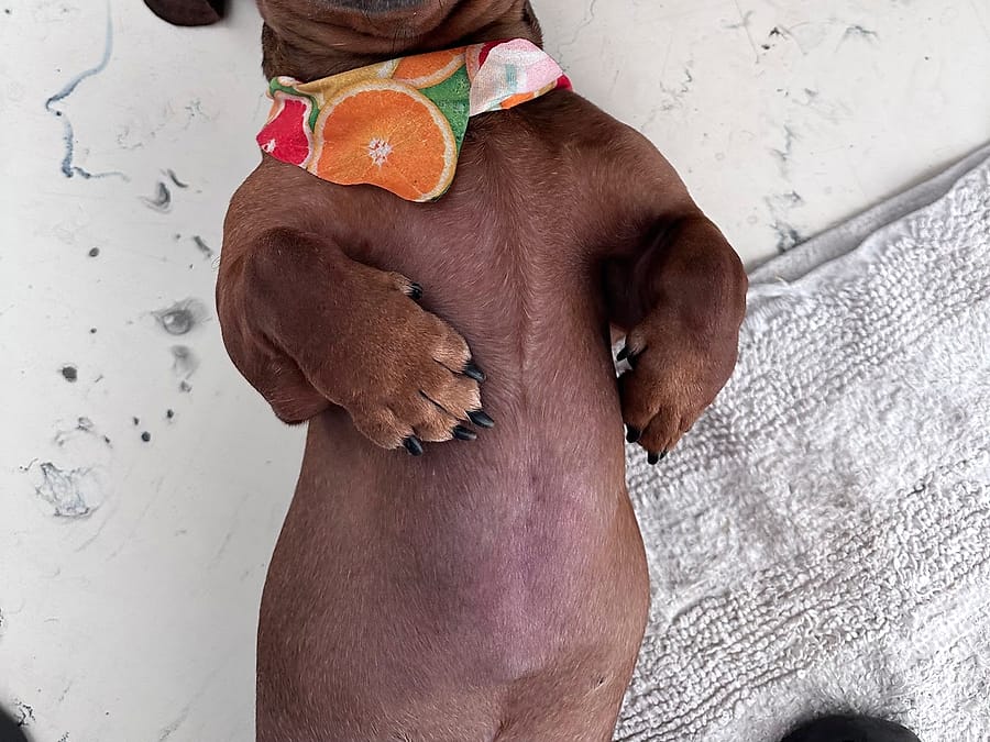 Perrito salchicha boca arriba con paliacate
