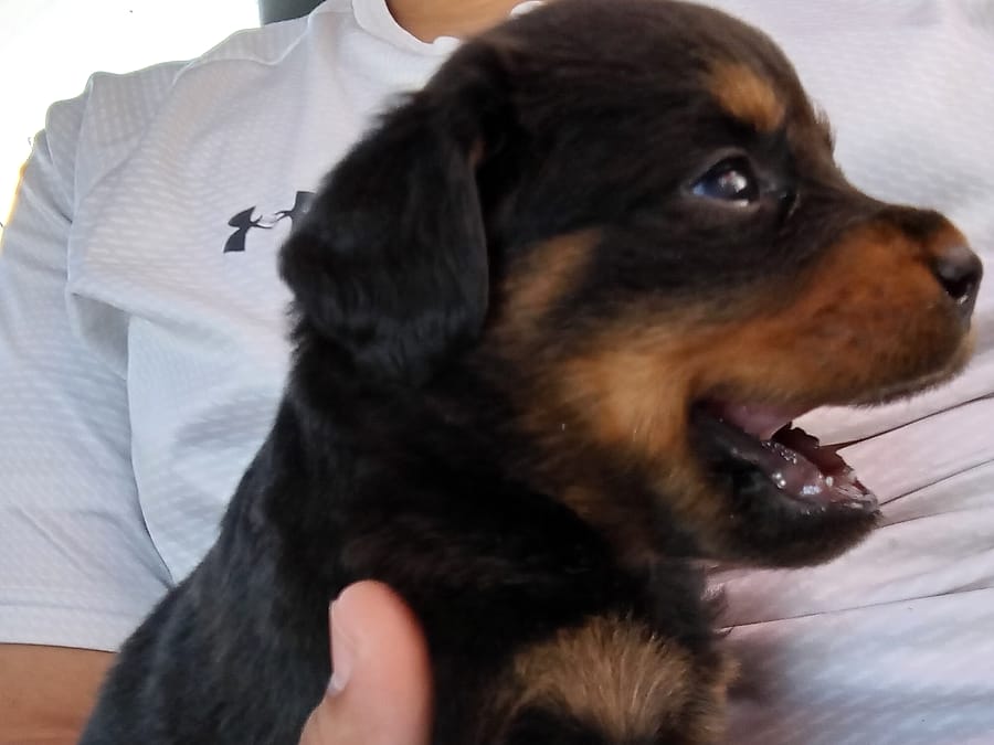 Cachorro rottweiler en consulta