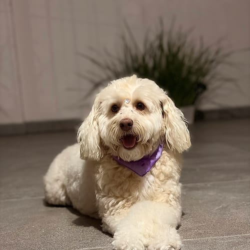 Perrita poodle sonriendo