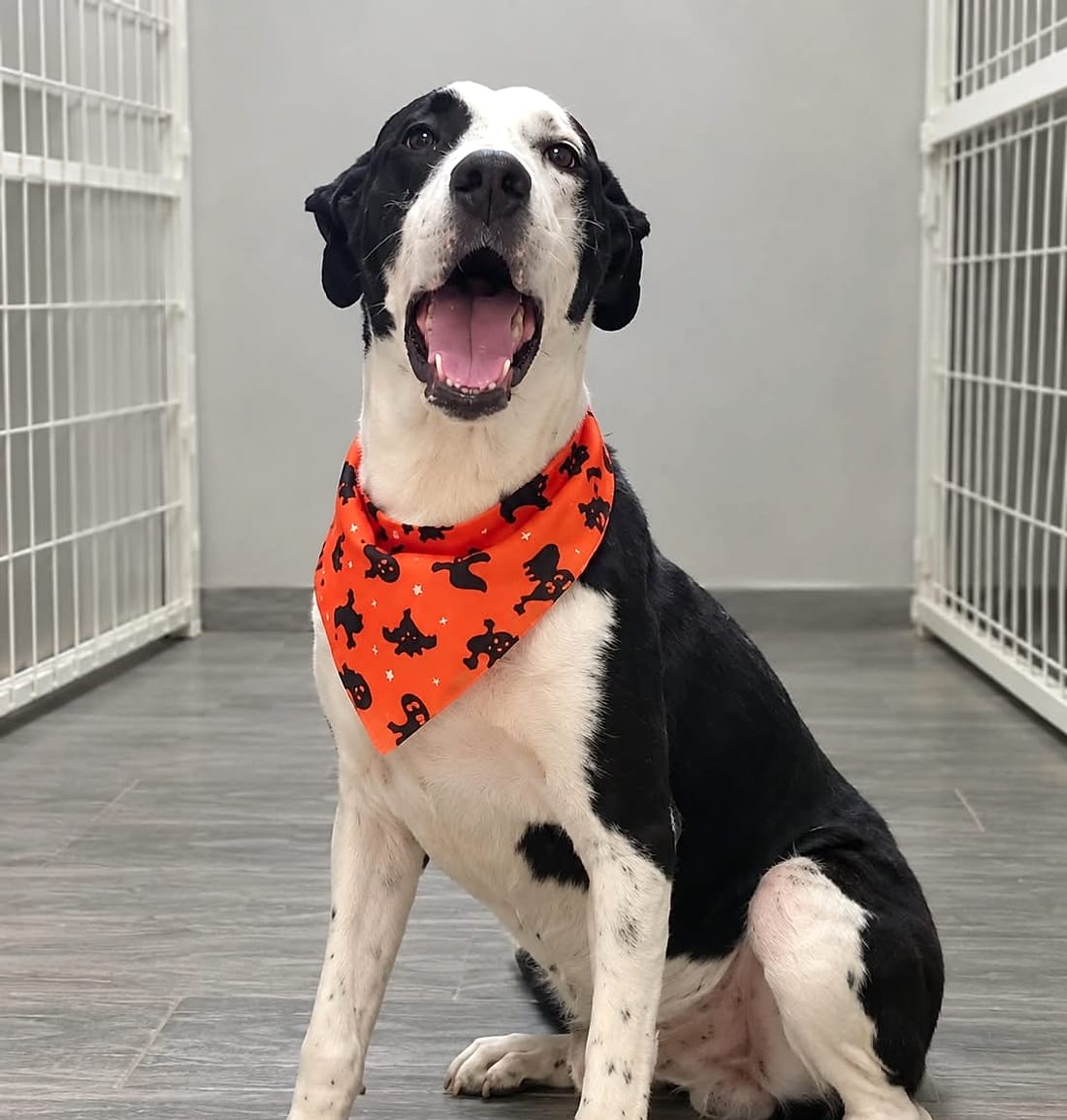 Perrito con paliacate naranja en el consultorio de Señor Mascota